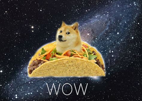 Huskies and shiba inus are the most energetic and. Doge - 培養meme