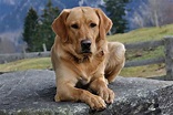 Labrador, tutto su questa razza: carattere, curiosità, consigli e cure