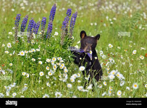 Black Bear Ursus Americanus Cub In Flower Field Captive Raised