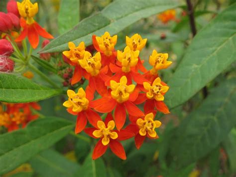 Appreciate Flowers At Hong Kong Wetland Park In Spring With Photos