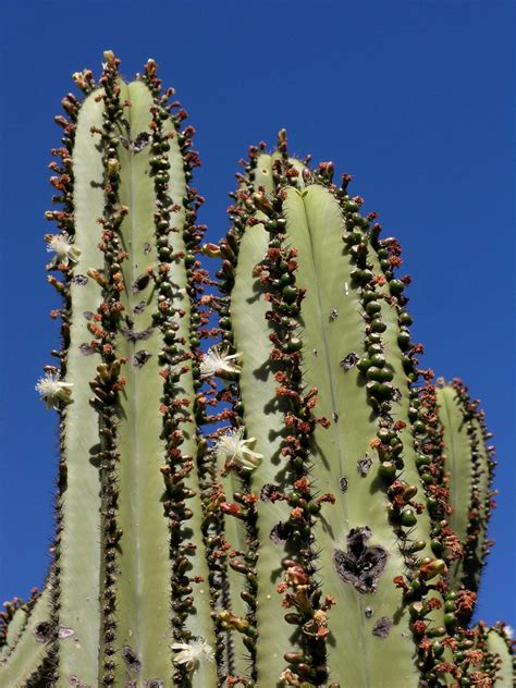 Los cabos, mexico , highway beautiful view, cactus, landscape. TODOS CONOCIENDO BCS MÈXICO: FLORA GENERAL EN BAJA ...