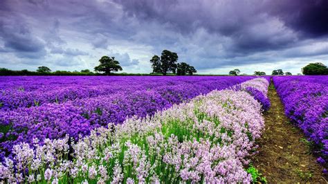 Purple White Lavender Flowers Field Under White Cloudy Sky Hd Flowers