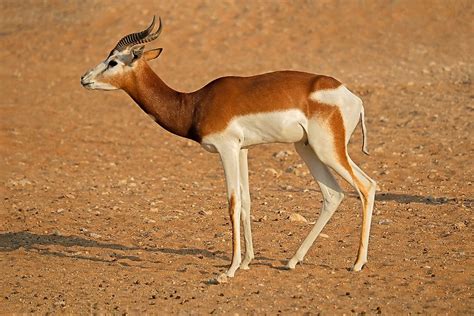 Africa Sahara Desert Animals