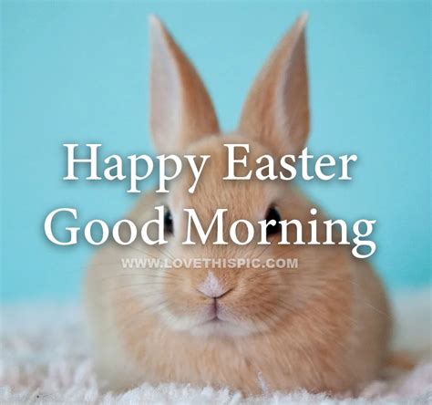 Cute Bunny Happy Easter Good Morning Quote Pictures Photos And