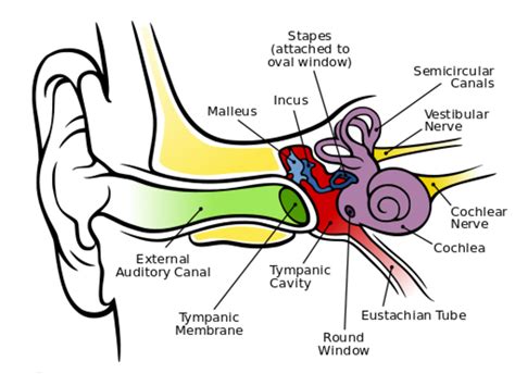 How Does The Ear Help To Maintain Balance And Equilibrium Of The Body