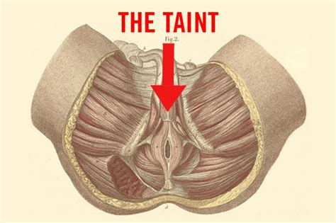 The body and the face: What's It Like to Get Acupuncture of the Taint? - Dollar ...
