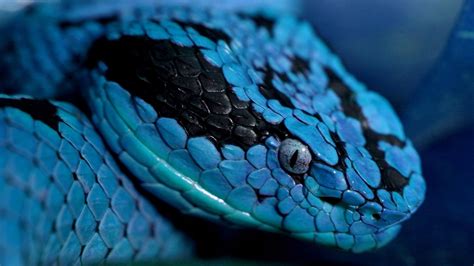 Download Blue Vipers Snakes And Names Wallpapertip