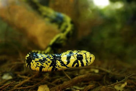 Snake Species List Types Of Snakes Happyserpent
