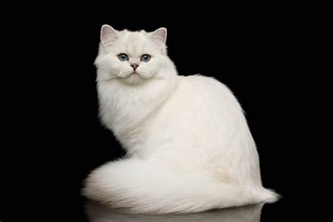 chinchilla cat breed profile cat world