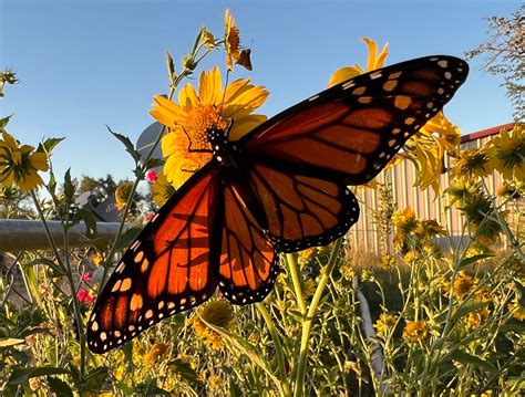 saving just one monarch butterfly by paige roberts oct 2022 medium
