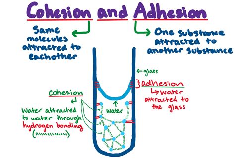 Cohesion And Adhesion — Definition And Overview Expii