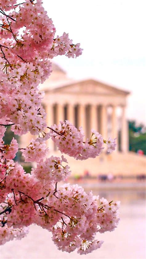 Where To See Cherry Blossoms In Dc Map And Insiders Guide Cherry