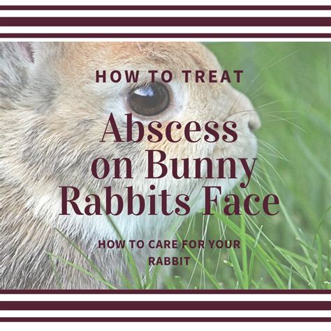 How To Treat An Abscess On The Chin Of A Bunny Rabbit Hubpages