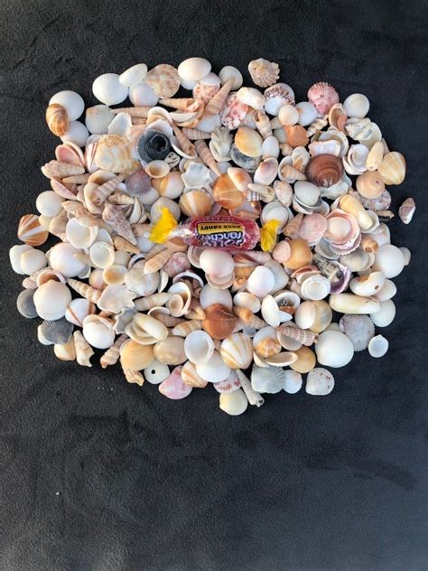 Crafting Shells Assortment Of Mini Seashells 2oz Bag Etsy