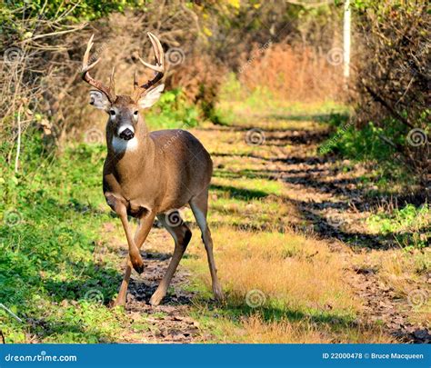 Whitetail Deer Buck Stock Photo Image Of Animal Stag 22000478