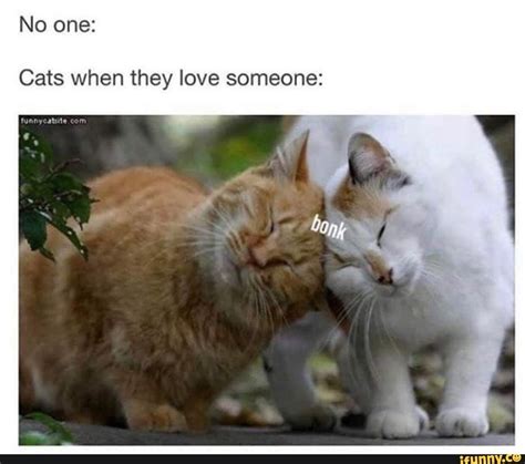 Found On Ifunny Funny Cat Photos Funny Cats Silly Cats Pretty Cats