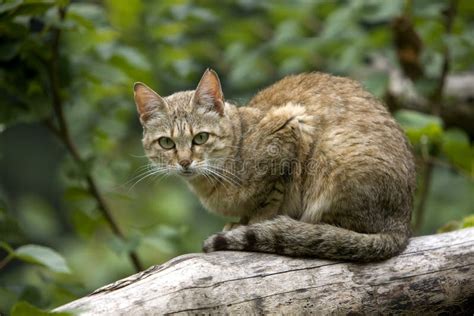 African Wildcat Felis Lybica Also Called Near Eastern Wild Cat Wild