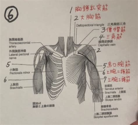 2019 Tenri Anatomy Chest And Arm Muscles Diagram Quizlet