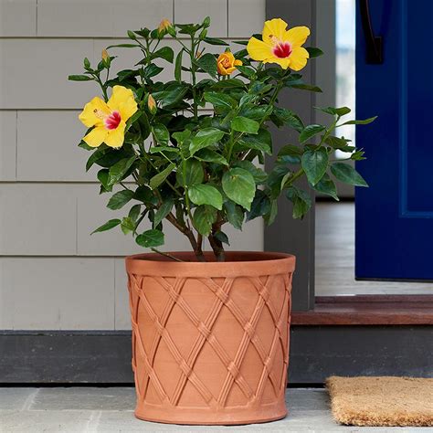 Tropical Hibiscus Hollywood Chatty Cathy White Flower Farm