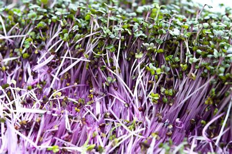 Top 5 Fastest Growing Microgreens The Green Experiment Company