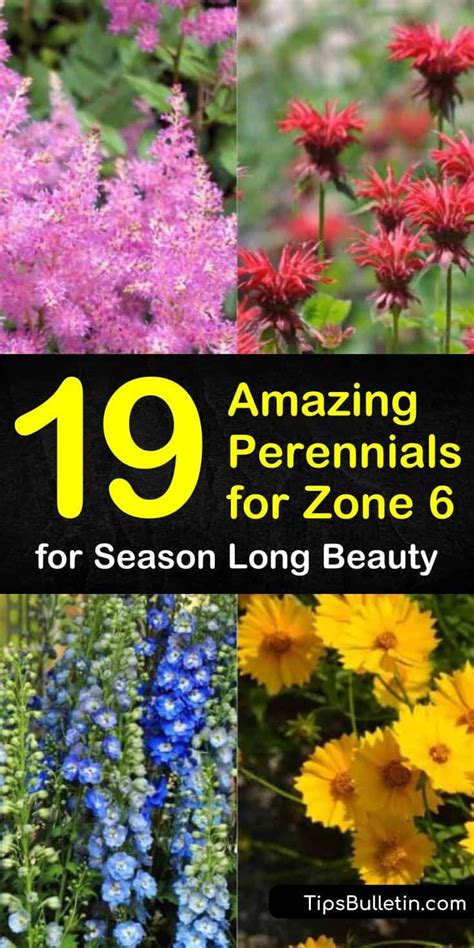 19 Amazing Perennials For Zone 6 For Season Long Beauty Shade Loving