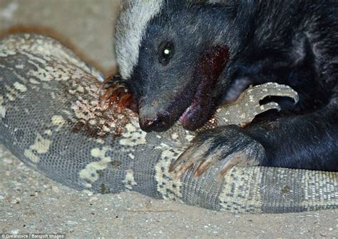 reptile is attacked and eaten by a honey badger while it is mating daily mail online
