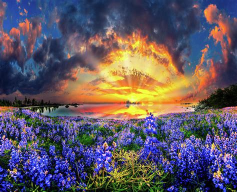 Spiral Golden Blue Lavender Wildflower Sunset Photograph By Eszra