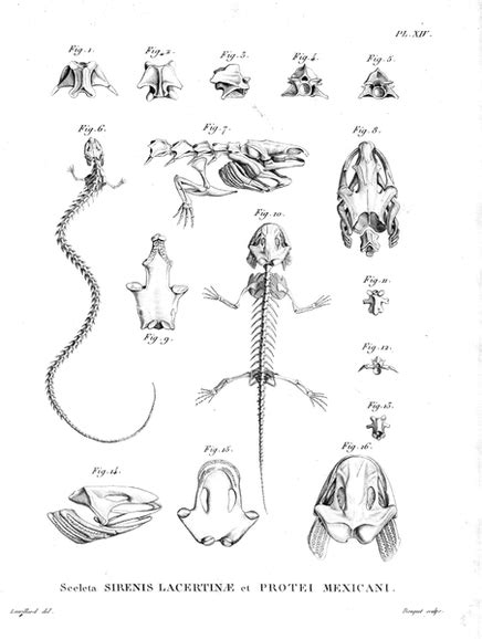 Amphibian Anatomy Natureglos Escience Herpetology Virtual Class Library