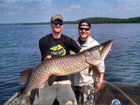 Definition from wiktionary, the free dictionary. Tiger Muskies