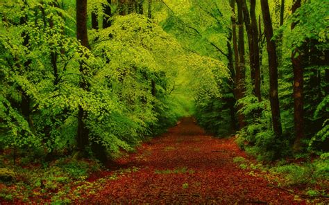 Download Wallpaper 3840x2400 Forest Trees Pathway 4k Ultra Hd 1610