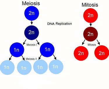 Mitosis is the process of dividing chromosomes during cell division in eukaryotic cells. mitosis/ meiosis