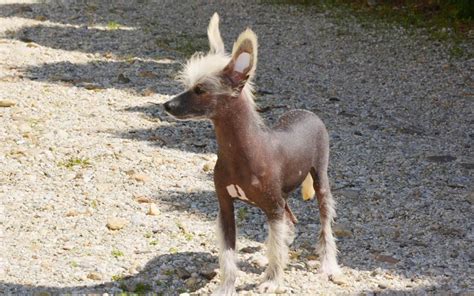 Chinese Crested Puppies Breed Information And Puppies For Sale