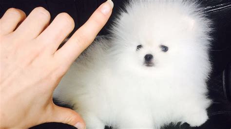 White Pomeranian Puppy Balls 5 Youtube