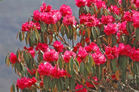 Rhododendron Forest In The Sagarmatha National Park Himalaya Nepal