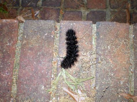 Black Fuzzy Caterpillar Kathy Flickr