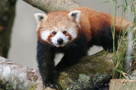 Red Panda Cub Born Paradise Park