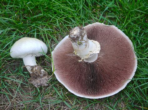 The Edible And Delicious Horse Mushroom Agaricus Arvensis