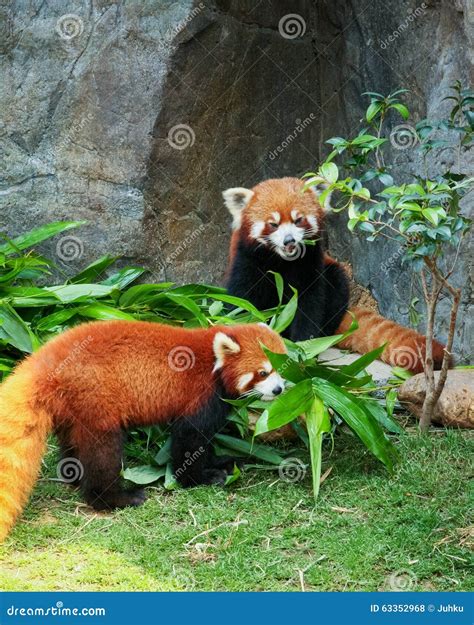 Two Cute Red Pandas Eating Bamboo Stock Photo Image Of Firefox Leaf