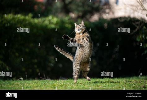 Funny Tabby Domestic Shorthair Cat Jumping Up In The Air Outdooors In