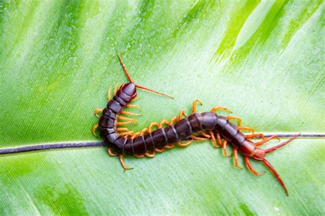 What Is The Difference Between A Millipede And Centipede