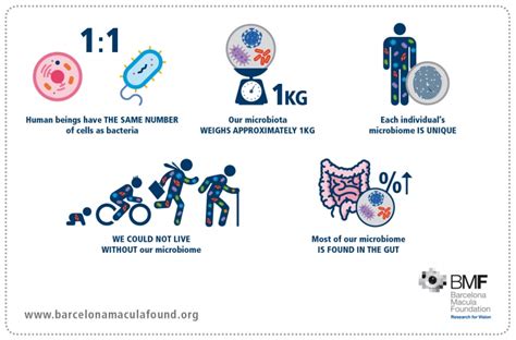 The Role Of The Microbiome In Eye Health Barcelona Macula Foundation