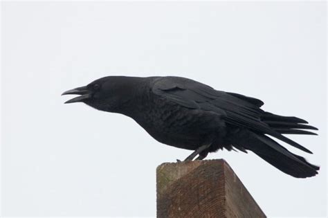 How Smart Are Crows Scary Smart Here And Now