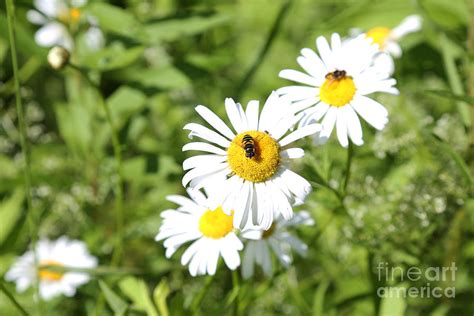 Bees And Daisies Photograph By Suzi Nelson Fine Art America