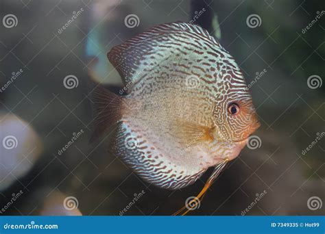 Blue Discus Fish Stock Image Image Of Gold Fresh Freshwater 7349335