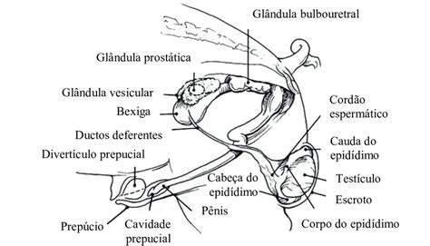 Anatomia do trato reprodutivo do cachaço Adaptado de Kuster Althouse