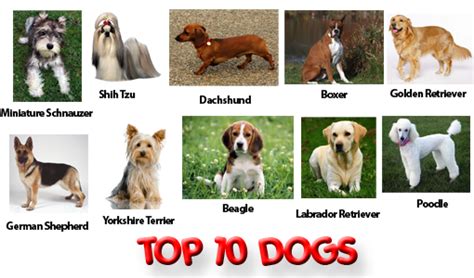 Top 10 Most Popular Pet Dogs In The World | PetDoggies.com