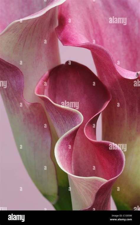 Close Up Of A Group Of Three Calla Lillies On A Pink Background Stock