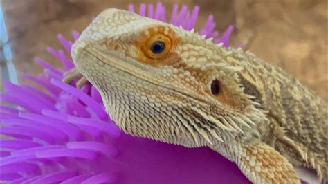 Bearded Dragons Reacactions On Ball Youtube