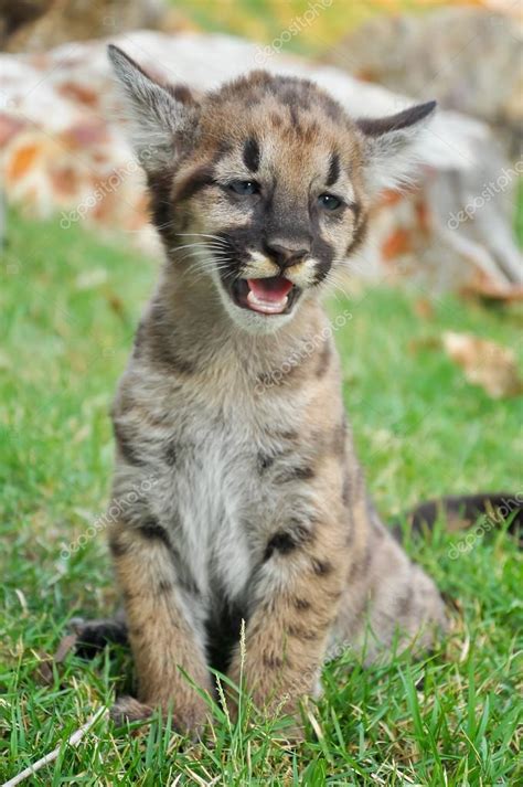 Baby Puma — Stock Photo © Mazikab 47954959
