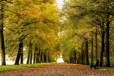 Parks Autumn Avenue Bench Trees Hd Wallpaper Rare Gallery